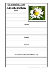 Pflanzensteckbrief-Gänseblümchen.pdf